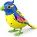 Śpiewający ptaszek z ramką DigiBirds Dumel - Brazil
